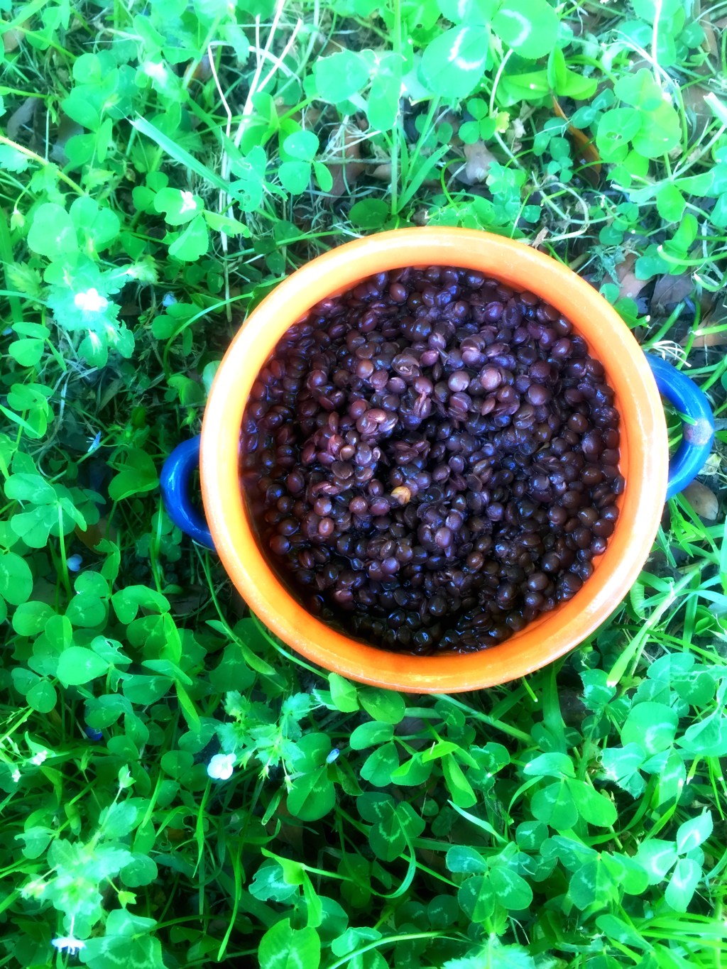 Lenticchie e Farfalle
