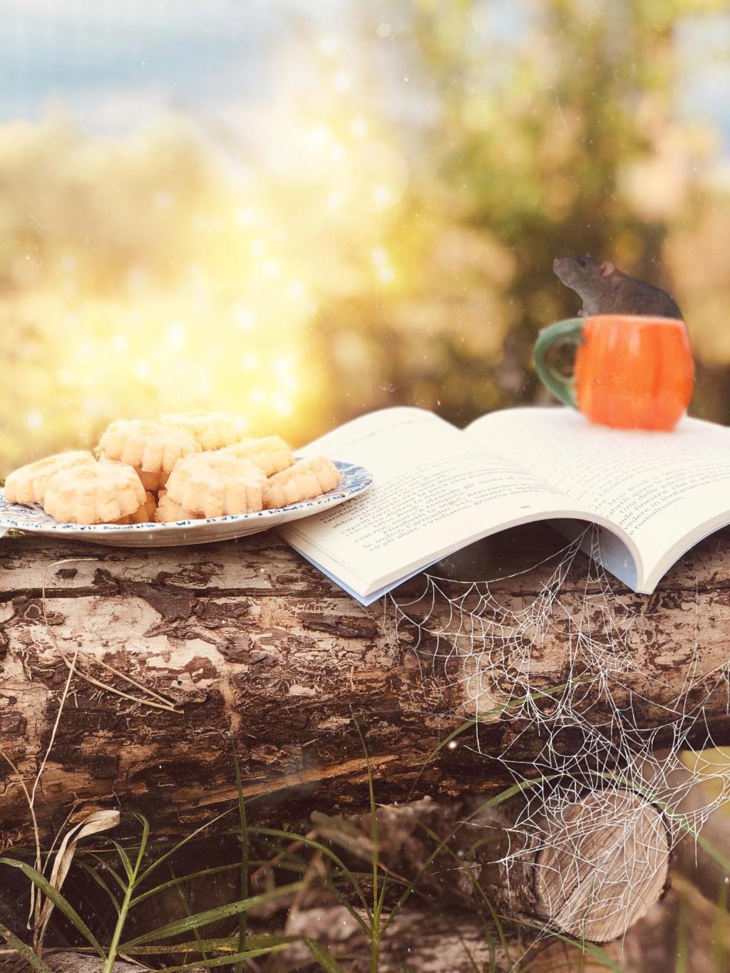 Miss Book & i biscotti&nbsp;stregati